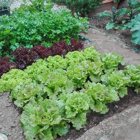 Giglio Di Mare Couette-café 3*