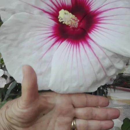 Giglio Di Mare Cala Liberotto