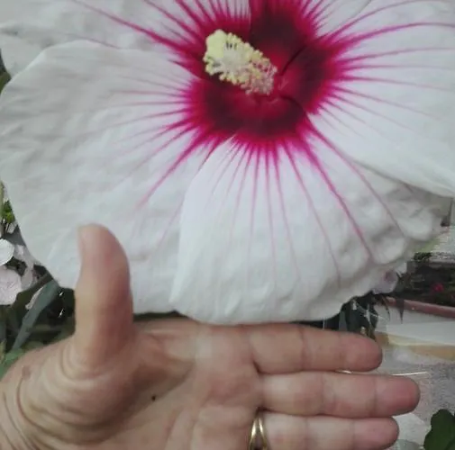 Giglio Di Mare Cala Liberotto